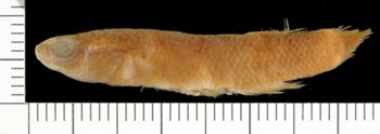 Media type: image;   Ichthyology 99089 Aspect: lateral